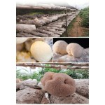 Lions Mane Mushroom Supplier - Deep Mountain Nourishing