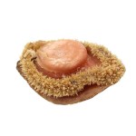 Raw Abalone Supplier - Shell Red Frozen