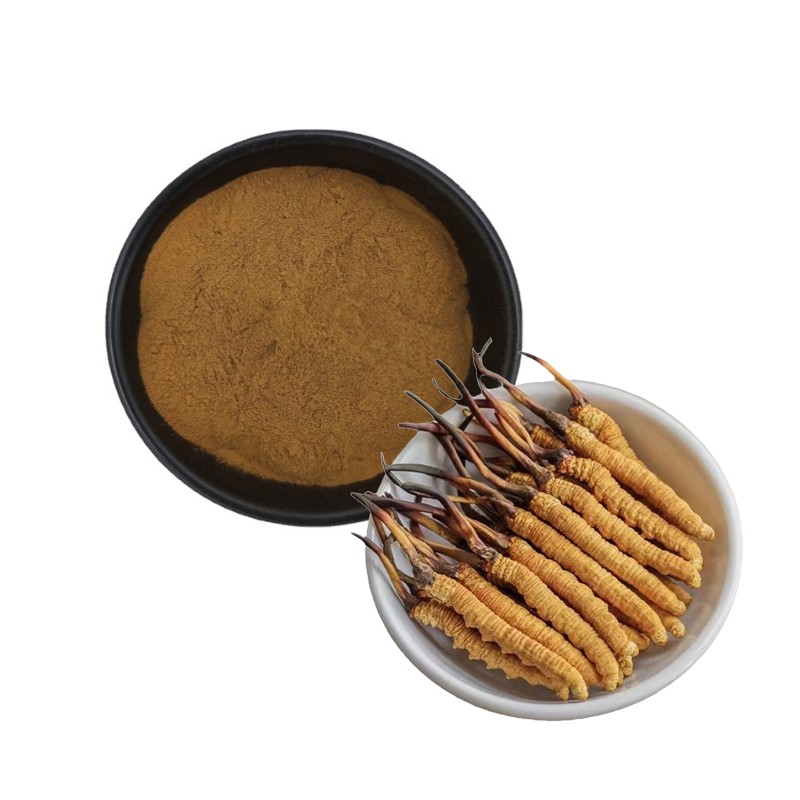 Cordyceps Extract Manufacturer - 50% Polysaccharides