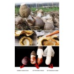 Dried Dictyophora Supplier - Bamboo Fungus Eggs