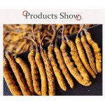 Wild Cordyceps Factory - Organic Tianshi Tibet