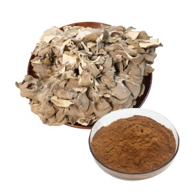 Maitake Powder Supplier - Dried Mushroom Organic