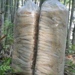 Bamboo Fungus Supplier - Wholesale Prices Bulk