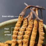 Cordyceps Health Food Factory - Whole Plant Collagen