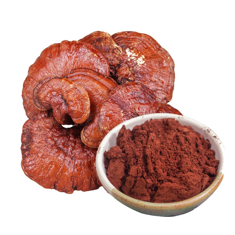 Reishi Powder Factory - Ganoderma Lucidum Extract
