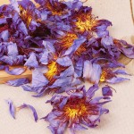 Blue Lotus Tea Supplier - Handmade Blooming Herbal