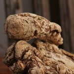 Angelica Extract Supplier - Natural Wholesale