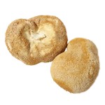 Air Dried Lions Mane Factory - Deep Mountain Large