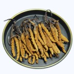Cordyceps Mushroom Manufacturer - Tibet Wild Organic