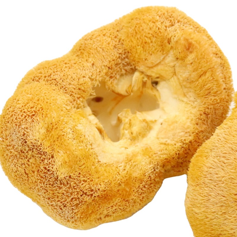 Cocklebur Mushroom Supplier - High Quality Nourishing