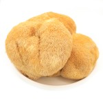 Cocklebur Mushroom Manufacturer - Deep Mountain Large