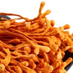 Cordyceps Militaris Factory - Relieve Hypoxia Fatigue