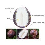 Dried Dictyophora Supplier - Bamboo Fungus Eggs