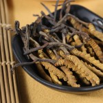 Cordyceps Extract Factory - Sinensis Militaris Blend