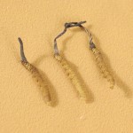 Cordyceps Extract Factory - Sinensis Militaris Blend