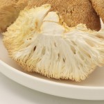 Cocklebur Mushroom Manufacturer - Deep Mountain Large