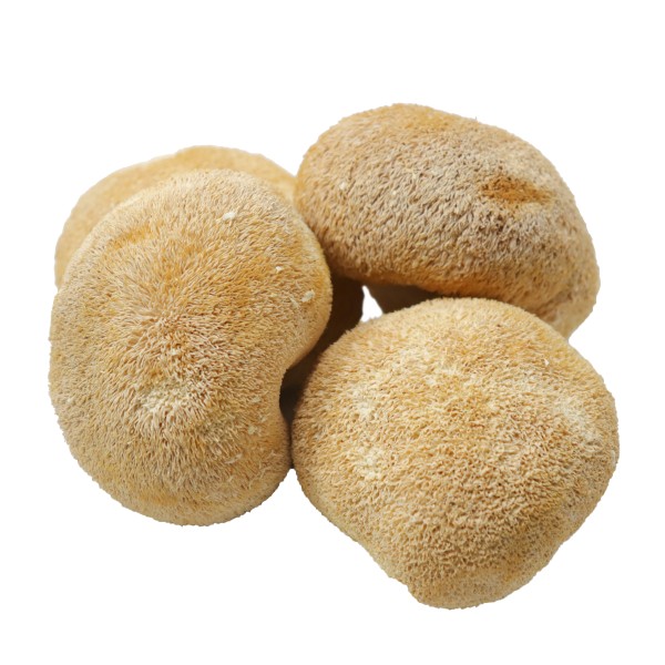 Lions Mane Mushroom Supplier - Deep Mountain Nourishing