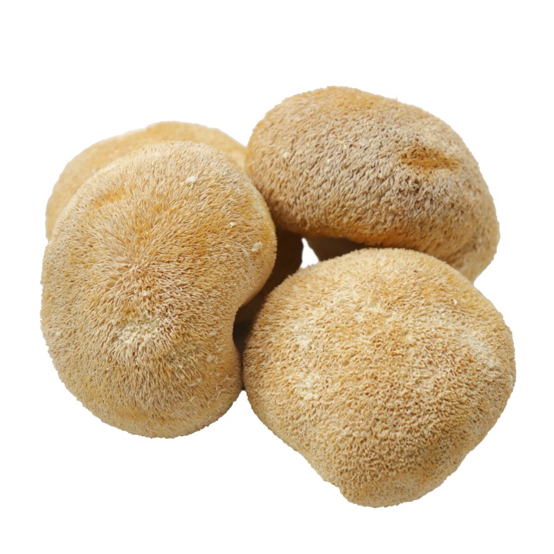 Lions Mane Mushroom Supplier - Deep Mountain Nourishing