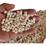 Fritillaria Extract Supplier - Cirrhosa Organic