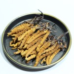Cordyceps Mushroom Manufacturer - Tibet Wild Organic