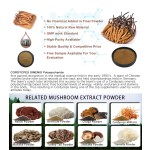 Cordyceps Extract Manufacturer - 50% Polysaccharides