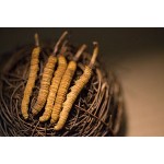 Cordyceps Sinensis Manufacturer - Soup Boiled Tonic