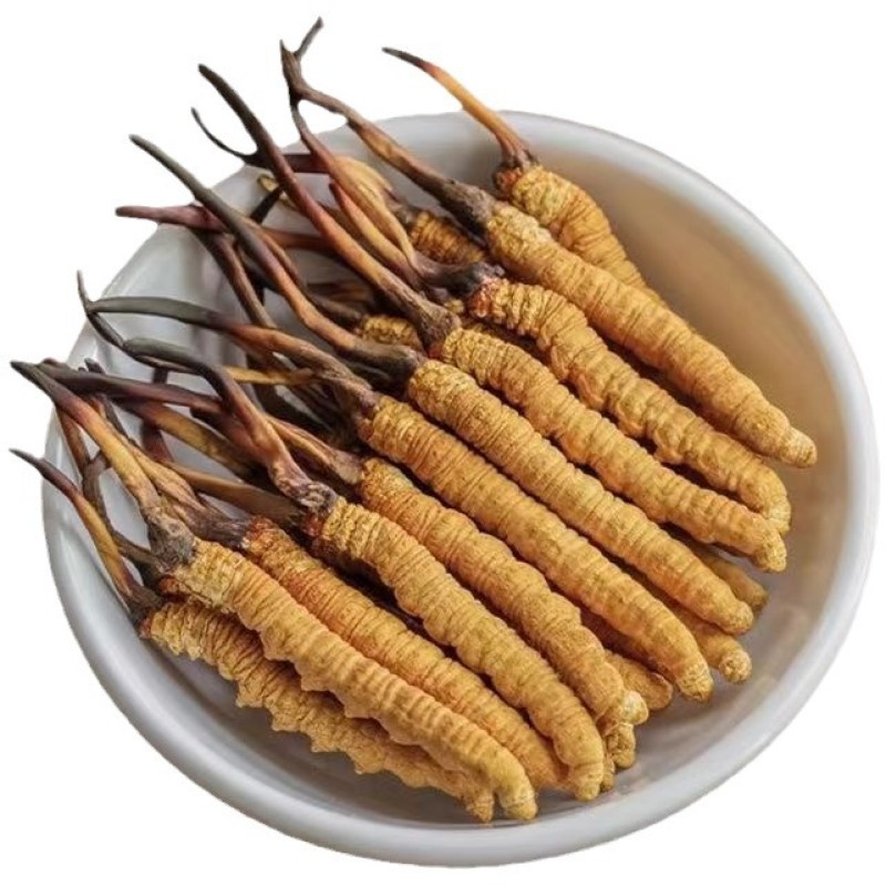 Cordyceps Powder Factory - Tibet Whole Plant Air Dried