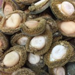 Raw Abalone Supplier - Shell Red Frozen
