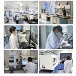 Lions Mane Powder Manufacturer - Hericium Erinaceus