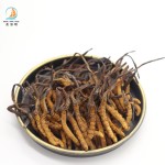 Cordyceps Sinensis Manufacturer - Frozen Dried Natural