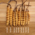 Cordyceps Health Food Factory - Whole Plant Collagen
