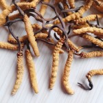Wild Cordyceps Supplier - Whole Plant Collagen