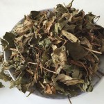 Houttuynia Herb Supplier - Bulk Impurity Free