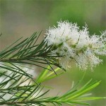 Tea Tree Oil Supplier - Bulk Pure Natural Diffuser