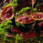 Reishi Mushroom Powder Manufacturer - Ganoderma Spore Extract