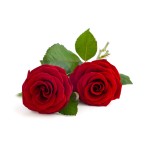 Rose Essential Oil Supplier - Cosmetic Perfume Candle