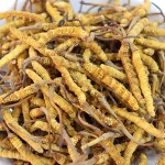 Cordyceps Sinensis Manufacturer - Semi Wild 4000pcs kg