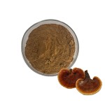 Reishi Mushroom Powder Manufacturer - Ganoderma Spore Extract