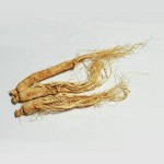 White Ginseng Root Supplier - Dried Chinese Ginseng