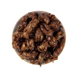 Cicada Slough Extract Supplier - Solvent Extraction Powder