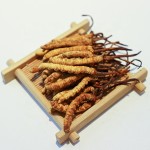Cordyceps Militaris Supplier - Artificial 3200pcs kg