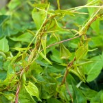 Polygonum Extract Supplier - Herbal Medicine Health