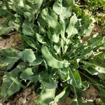 Isatis Root Extract Manufacturer - Traditional Herb Powder