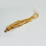 White Ginseng Root Supplier - Dried Chinese Ginseng