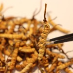 Cordyceps Militaris Supplier - Artificial 3200pcs kg