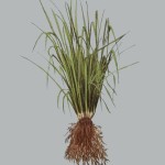 Vetiver Oil Factory - Bulk Natural Candle Making