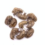 Cicada Slough Extract Supplier - Solvent Extraction Powder