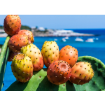 Cactus Seed Oil Manufacturer - Anti Aging Skin Repair