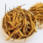 Cordyceps Sinensis Factory - Semi Wild 2600pcs kg