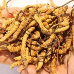 Cordyceps Militaris Supplier - Artificial 3200pcs kg